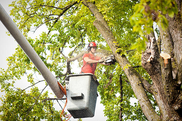 Best Utility Line Clearance  in Millersport, OH